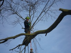 Tree Removal