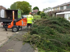 Tree Surgeon